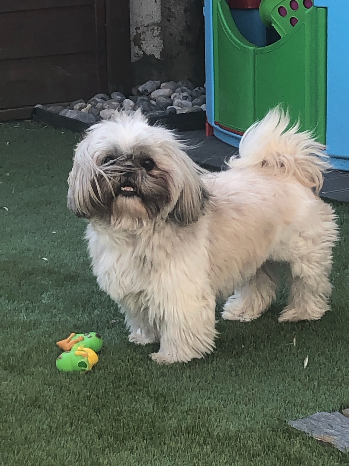 Shih tzu